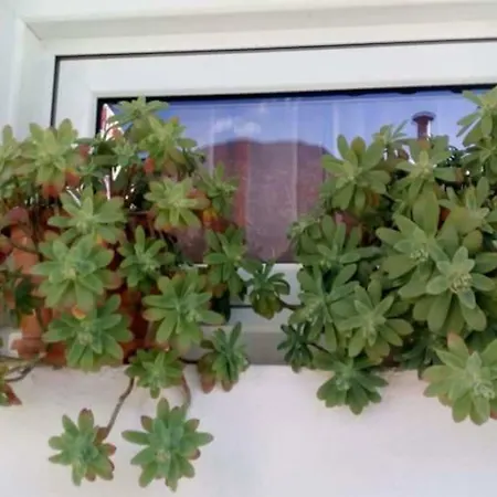 بيت ضيافة Sakis.