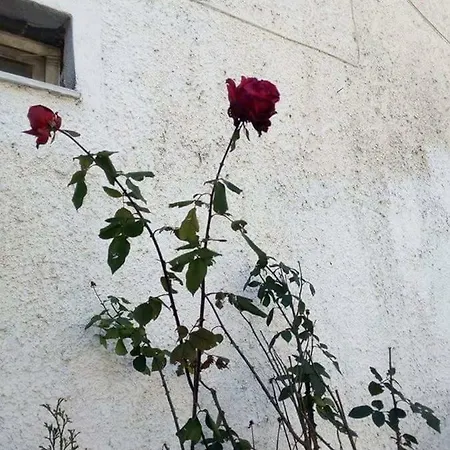 Sakis.
